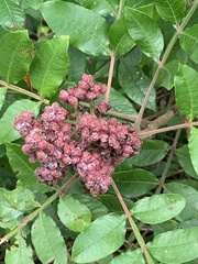 Rhus copallinum
