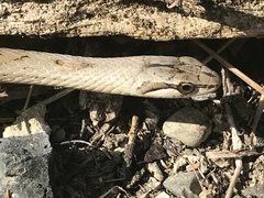Cubophis cantherigerus