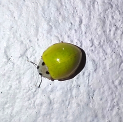 Illeis indica