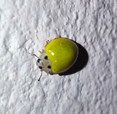 Illeis indica
