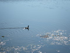 Fulica americana americana