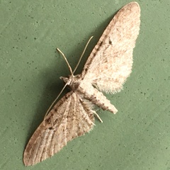 Eupithecia pusillata