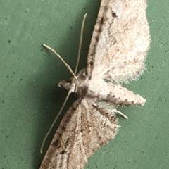 Eupithecia pusillata
