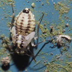 Psocus leidyi