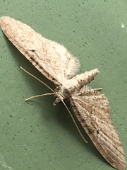 Eupithecia pusillata