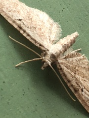 Eupithecia pusillata