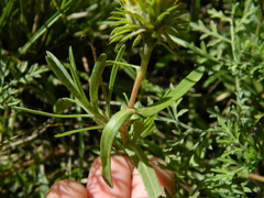 Grindelia scorzonerifolia