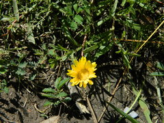 Grindelia scorzonerifolia