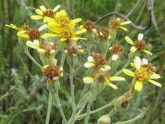 Senecio lineatus