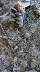 Anacampseros telephiastrum