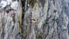 Anacampseros telephiastrum