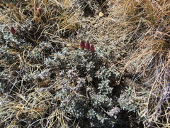 Helichrysum retortoides