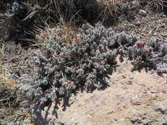 Helichrysum retortoides