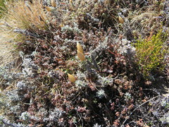 Helichrysum retortoides