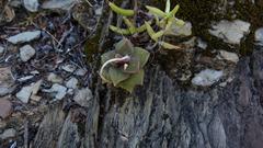 Anacampseros telephiastrum