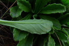 Mairia purpurata