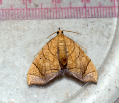 Eulithis diversilineata
