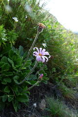Mairia purpurata