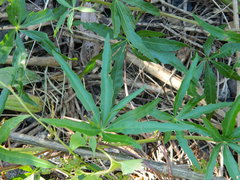 Cissus palmata