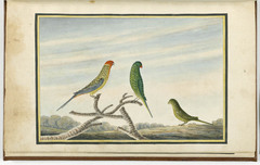 Night Parrot photo 3