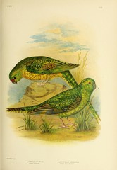 Night Parrot photo 2
