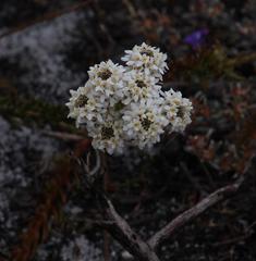 Pseudoselago gracilis