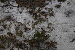 Pseudoselago gracilis