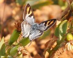 Cigaritis natalensis