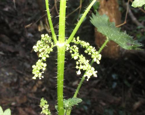 Lobe Nettle (Urtica lobulata)