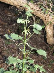 Urtica lobulata