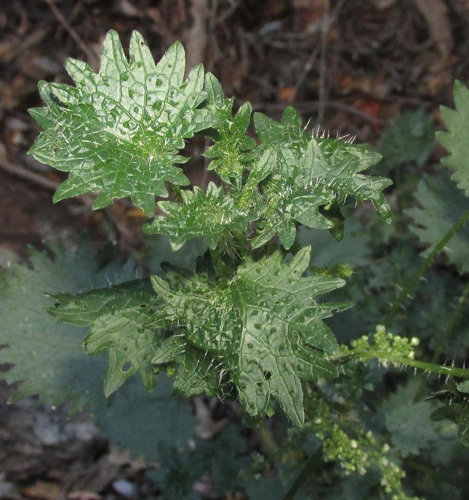 Lobe Nettle