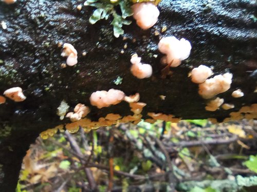 Representative image of Phaeotremella mycophaga