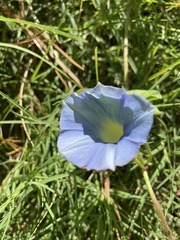 Ipomoea hederacea integriuscula
