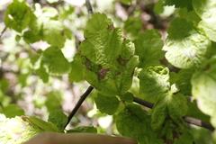 Colomerus holodisci