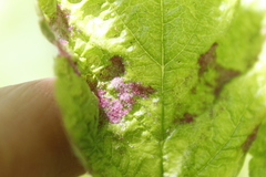 Colomerus holodisci