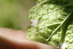 Colomerus holodisci
