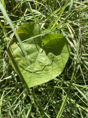 Ipomoea hederacea integriuscula