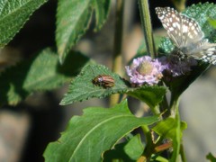 Disonycha bicarinata