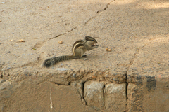 Funambulus pennantii