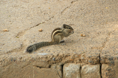 Funambulus pennantii