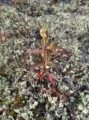 Koenigia tripterocarpa