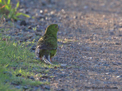 Ground Parrot photo 5