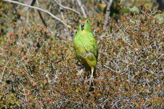 Ground Parrot photo 4