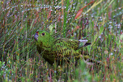 Ground Parrot photo 2