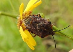 Agonoscelis versicoloratus