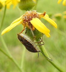 Agonoscelis versicoloratus
