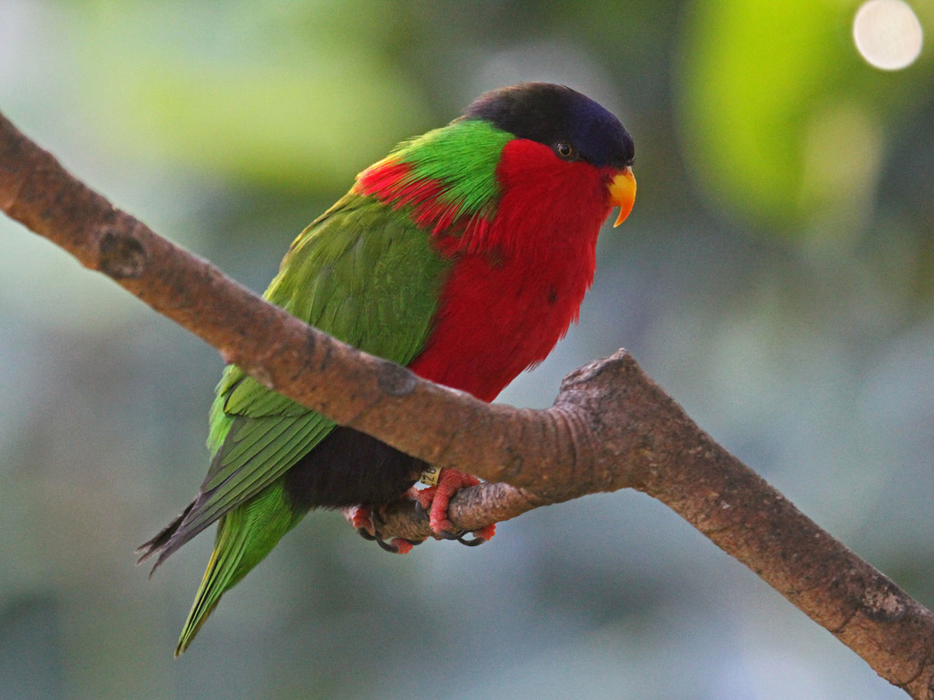 Collared Lory photo