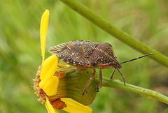 Agonoscelis versicoloratus