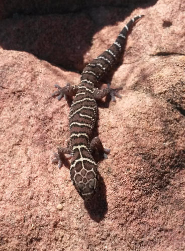 Pachydactylus vansoni