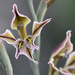 Gladiolus permeabilis - Photo (c) Marie Delport, μερικά δικαιώματα διατηρούνται (CC BY-NC), uploaded by Marie Delport